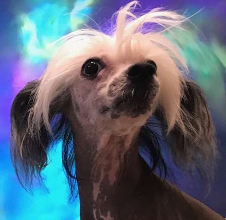 Spiritgaea Is Turtle Goddess Likshmi