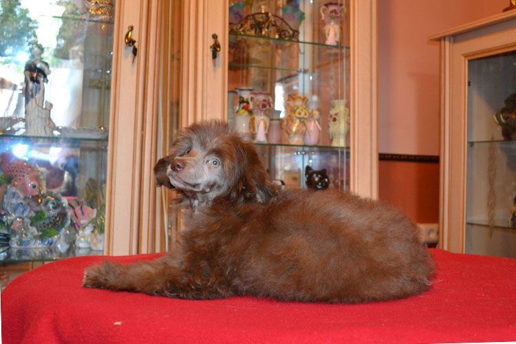 Vellar Pljus Sheikh Shokoladnogo Tsarstva