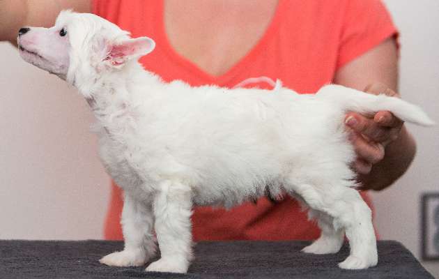 Felicity Crestedgang