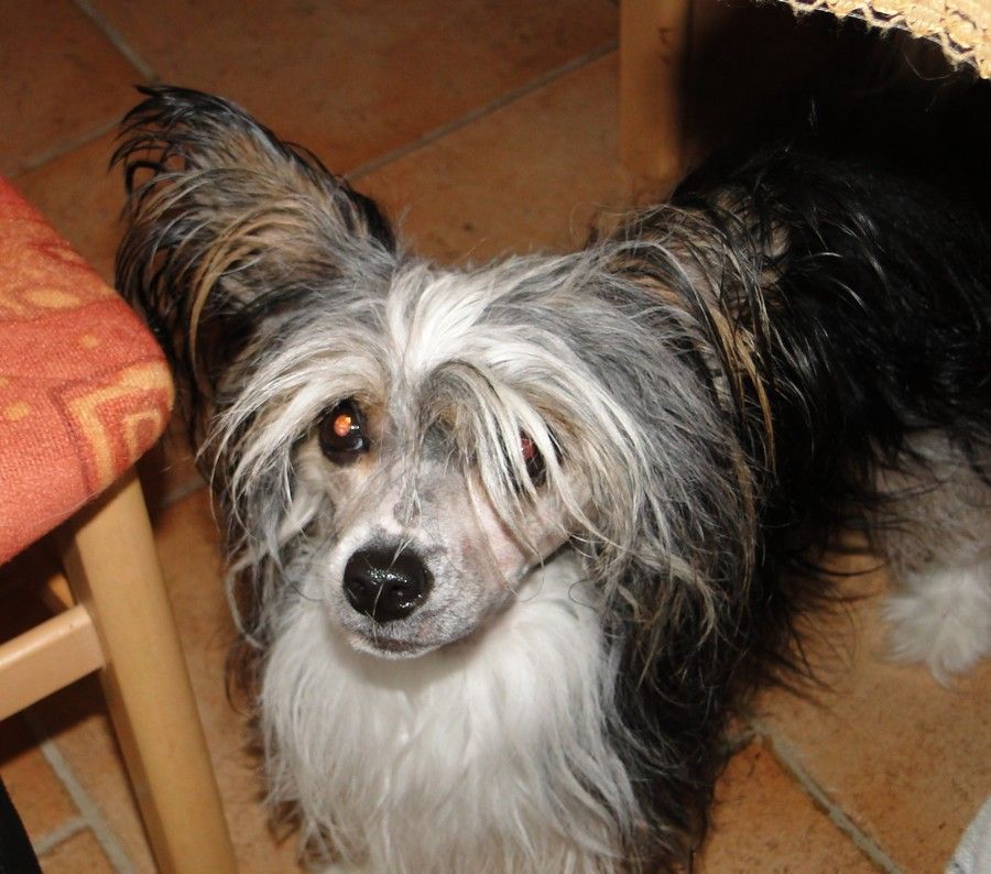 Forseti's Blazing Comet