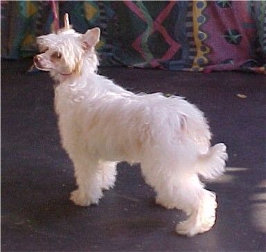 Koreke Tara Per Incurium