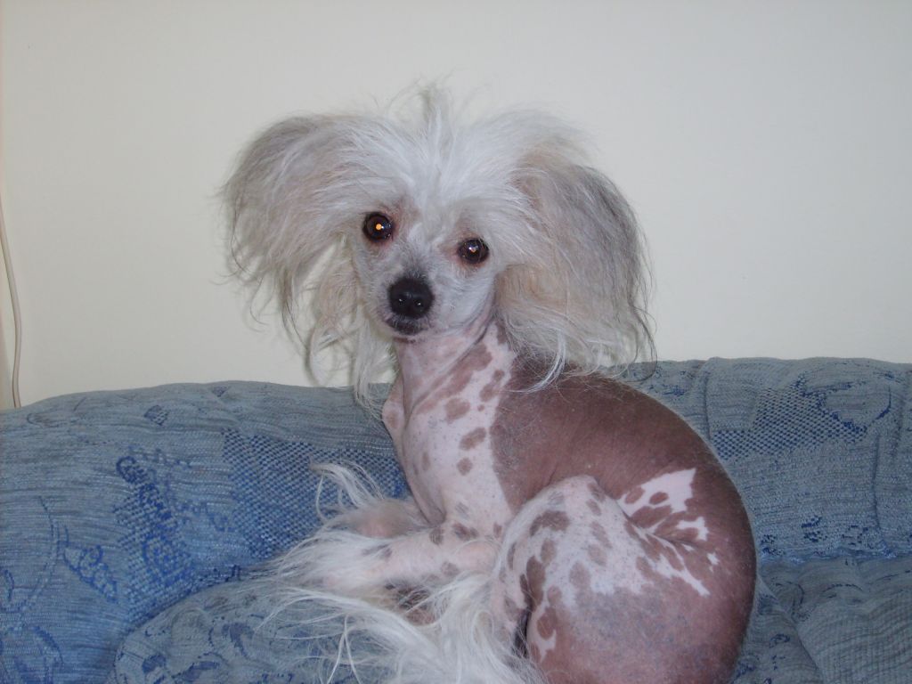 Hitmonchan Welsh Essence