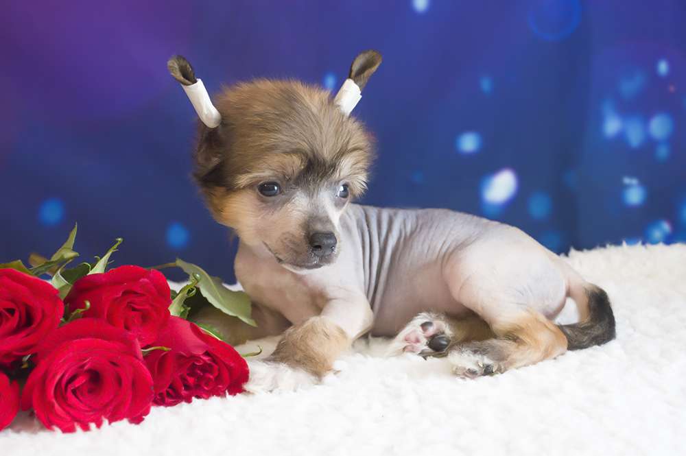 Oro Antenati In My Heart