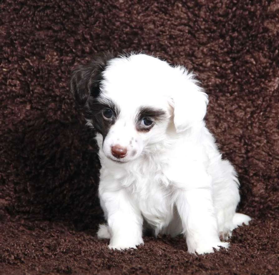 Stilniy Glamour Run Boy Run