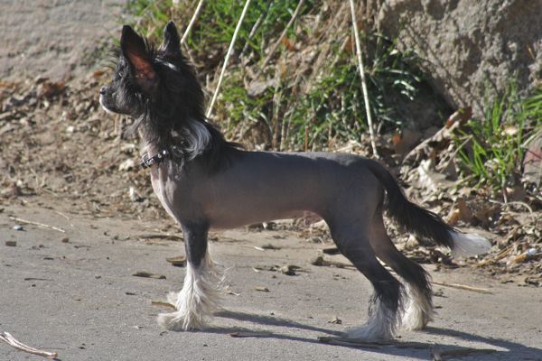 Bodeswell Twilight at Curlious