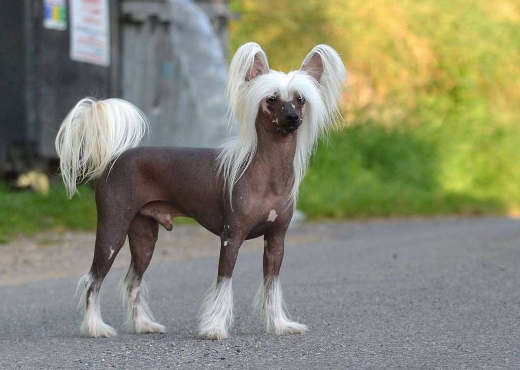 Gangster's Spirit Jemalle