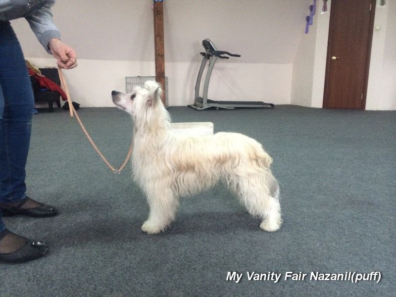 My Vanity Fair Nazanil(puff)