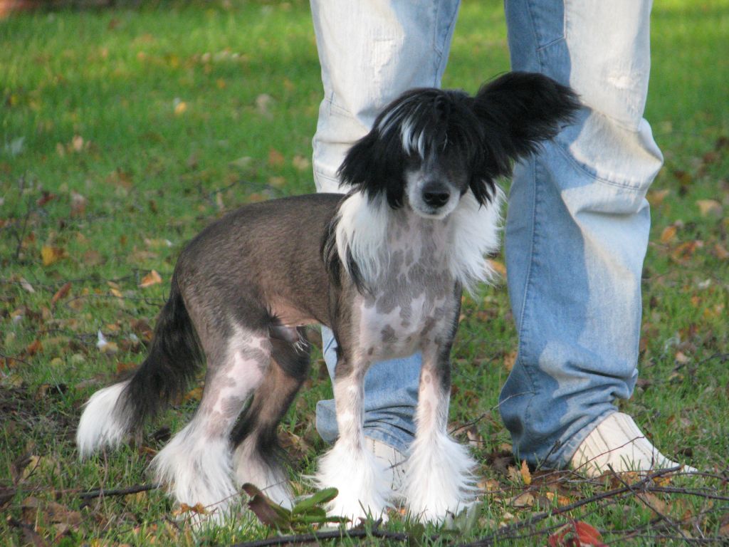 Windy Forest's For Ur Entertainment