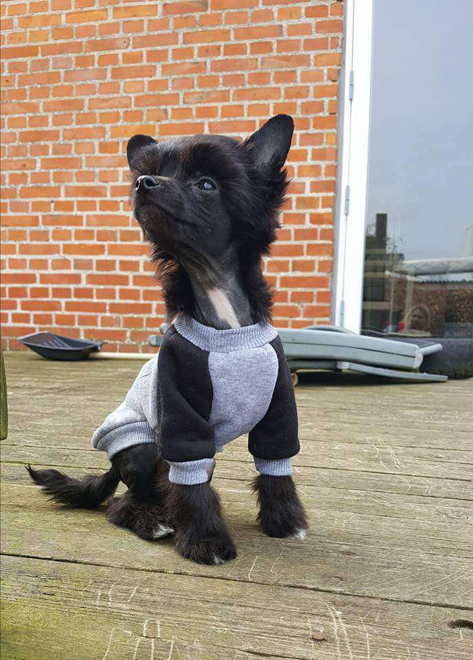 Maximilla's Dangeorus Bet