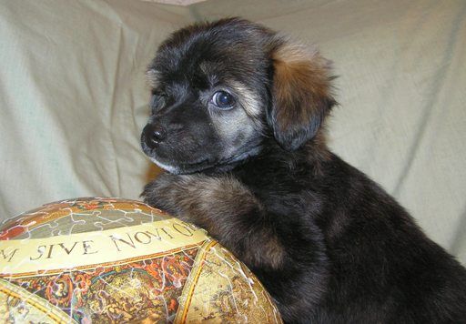 Elfgrace Konrad Mac'Dauel