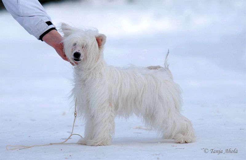 Valanyan Dumb Blonde