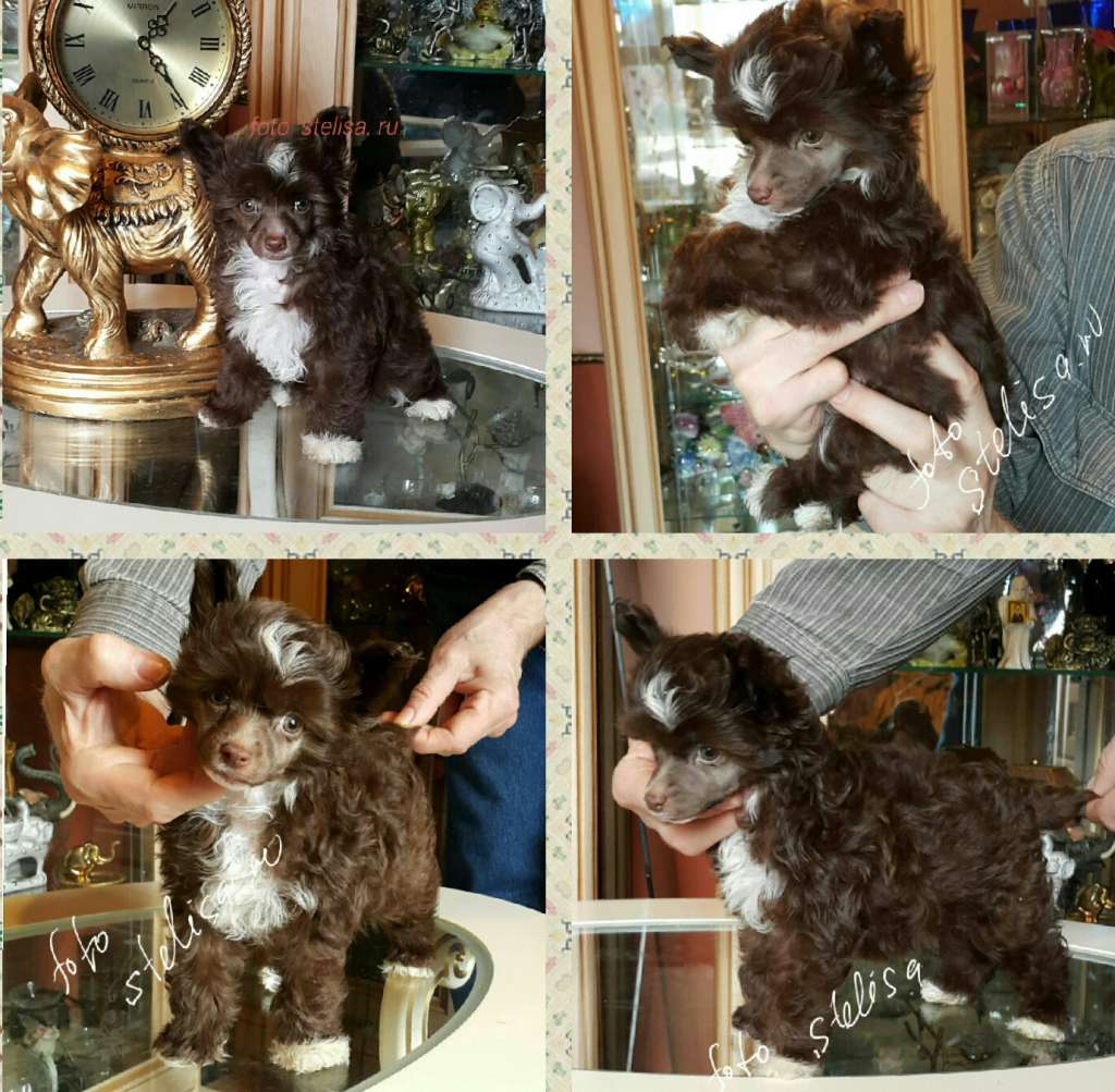 Vellar Pljus Vishnya v Shokolade