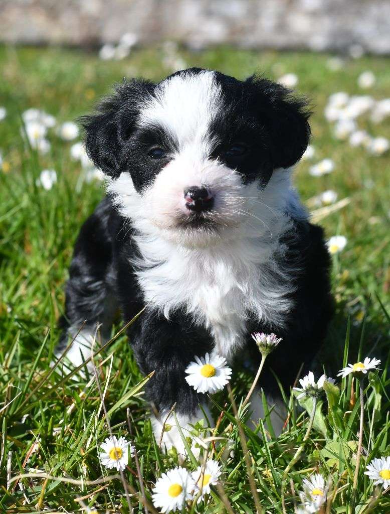 Little Dog Of Dream V'Bounty