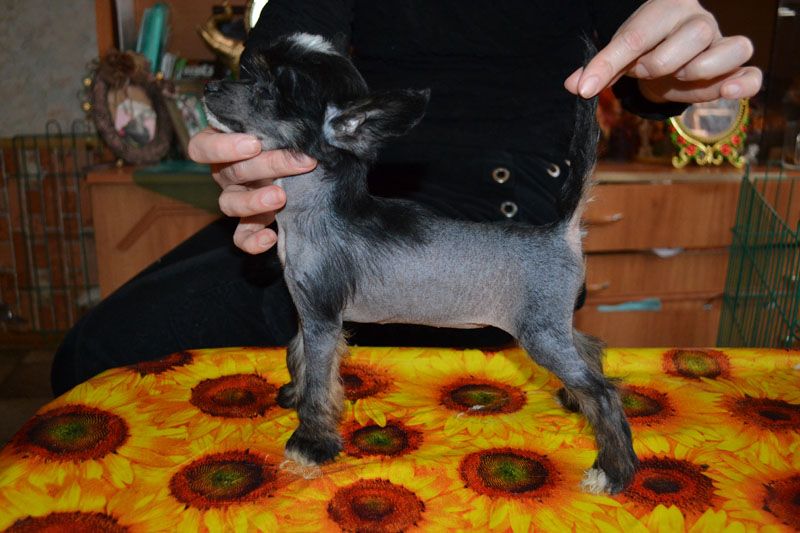 Vellar Pljus Ben Hon