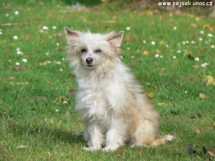 Nicki ze Zatopene Chajdy