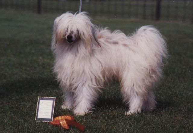 Heathermount Bobby Dazzler