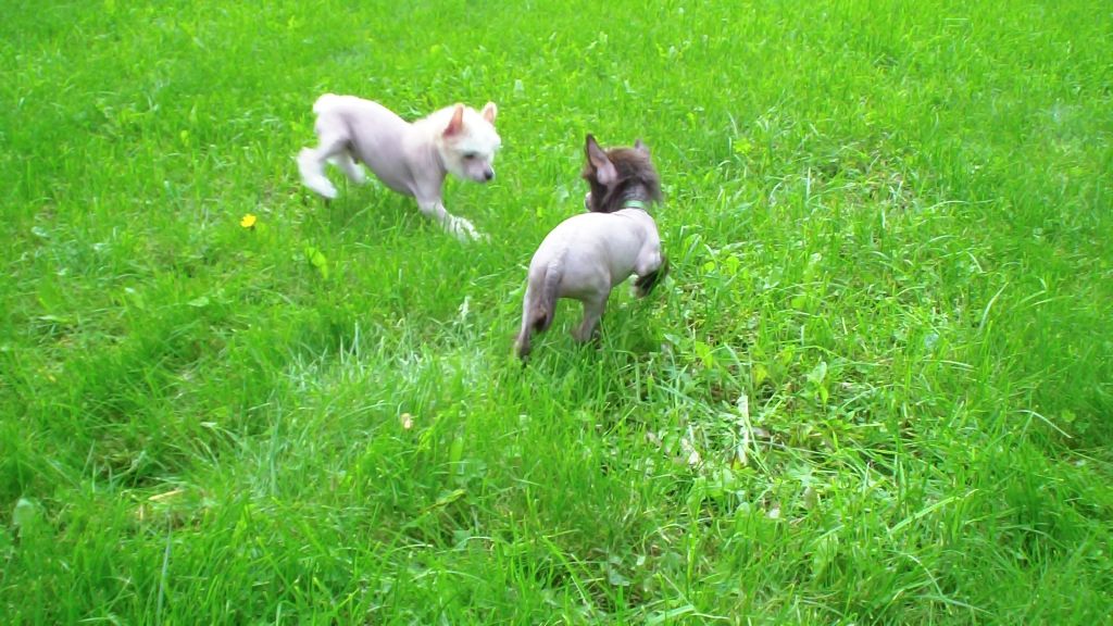 Ogni Stolitsy Brand of Love