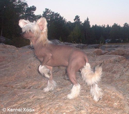 Xodix Blessed Magical Beauty