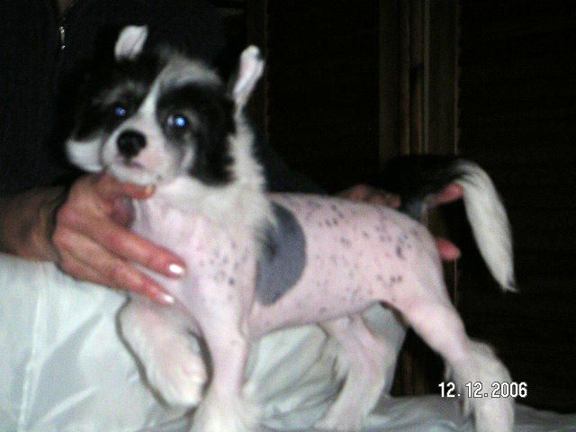 Monte Carlo Amitycja