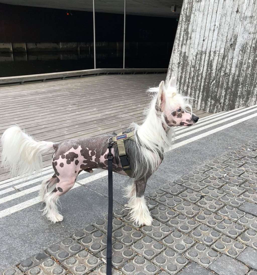 Sirocco All Fired Up