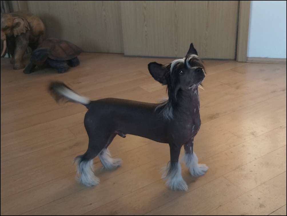 Forbidden Fruit Avokaduh