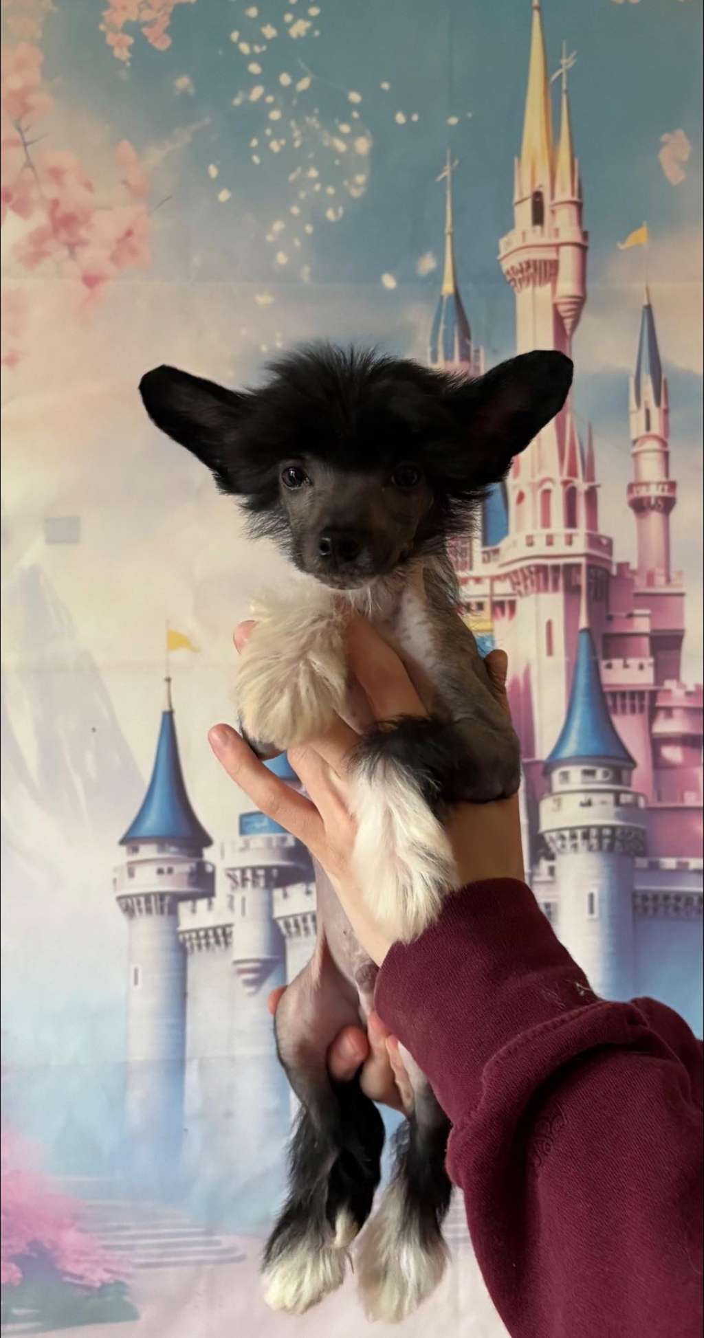 Golden Deer Nofertum