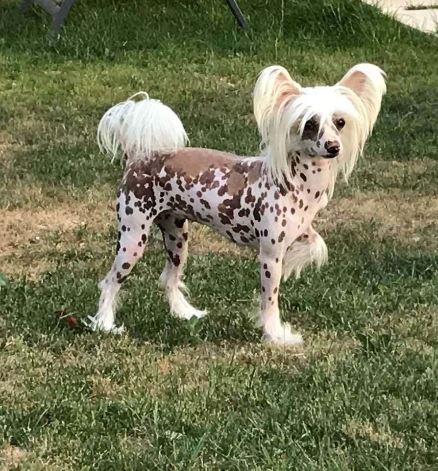 Orient Princess des Zéphyrs de l'Olympe