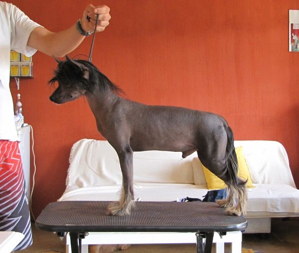 Lacareda's Iron At Lapinus