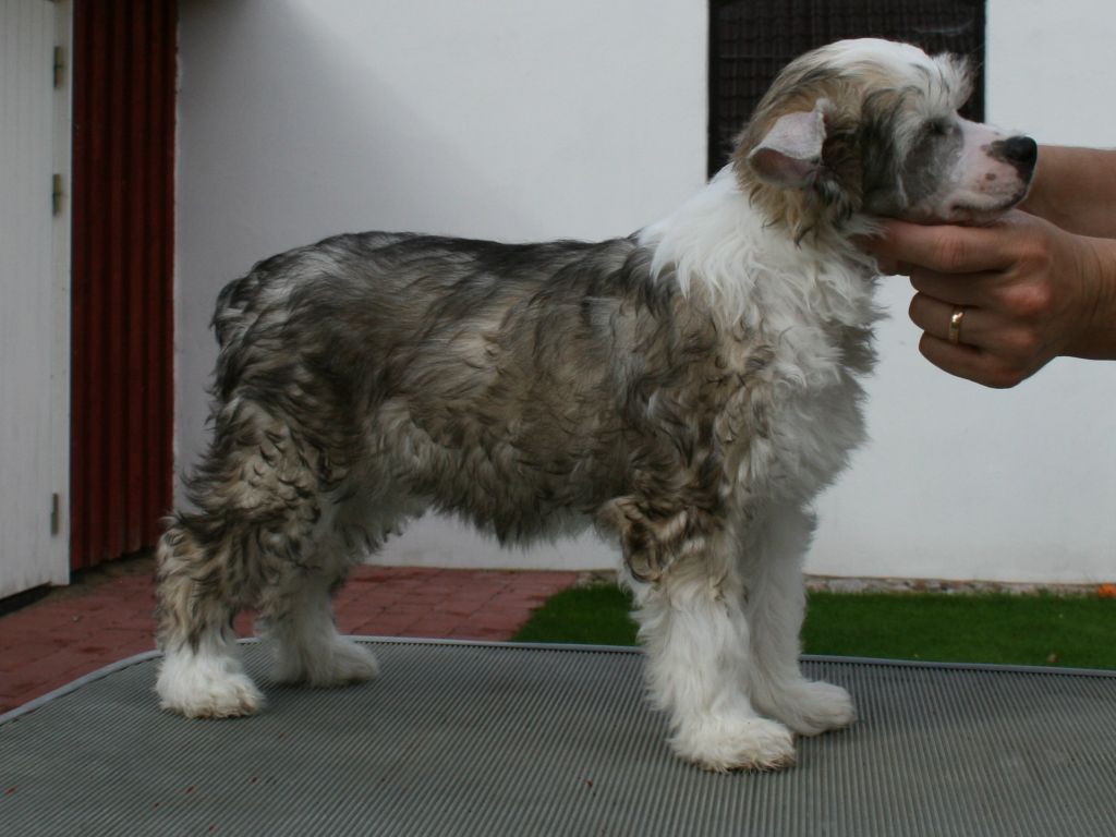 Proud Pony Wildest Dreams