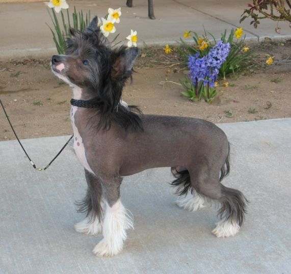 Shida Madame Jeanette