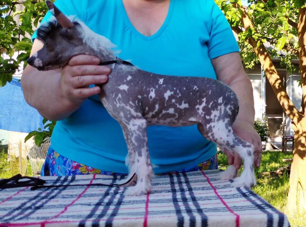 Legenda Vostoka Iz Serebryanogo Raya