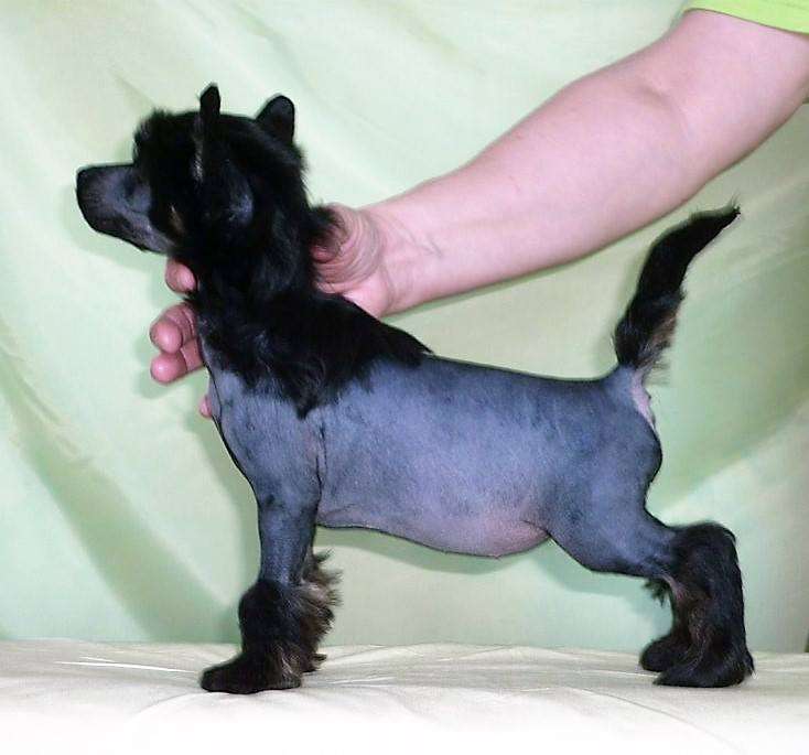 Glenlife Goldie Hawn