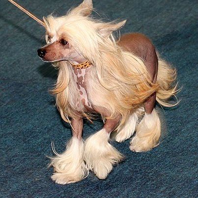 Mashami Masi Rus Jakini Foad