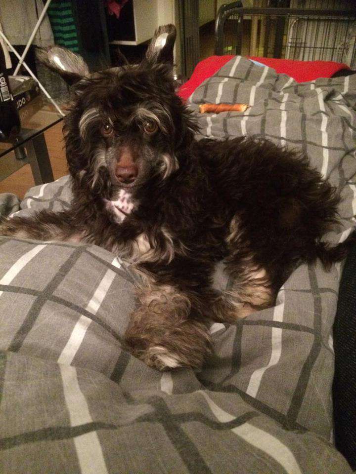 Muso Grazioso Porthos baron du Vallon