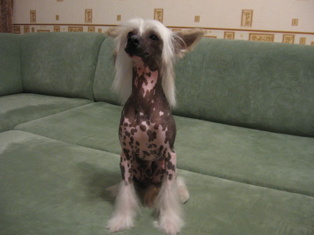 Olegro Katrin Amon Ra