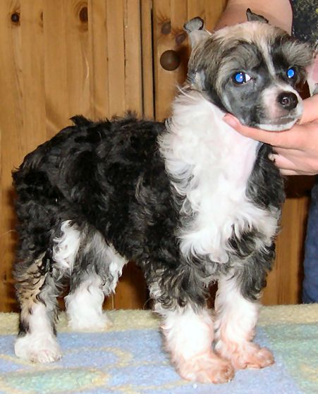 Belshaw's Joyfull Bliss