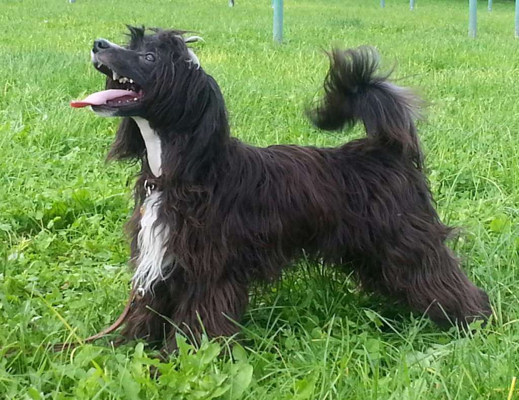 Aroon of Purple Rain