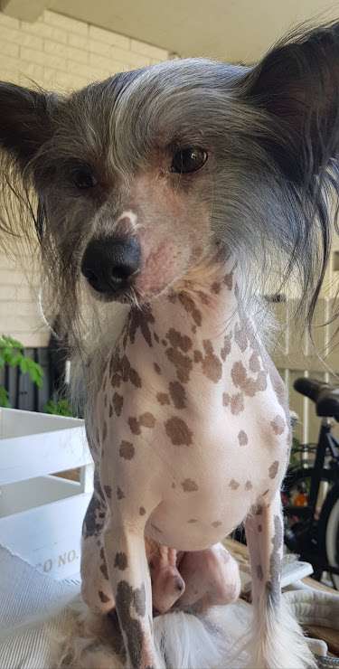 Tinklecrest Buzz-Buzz The Bee