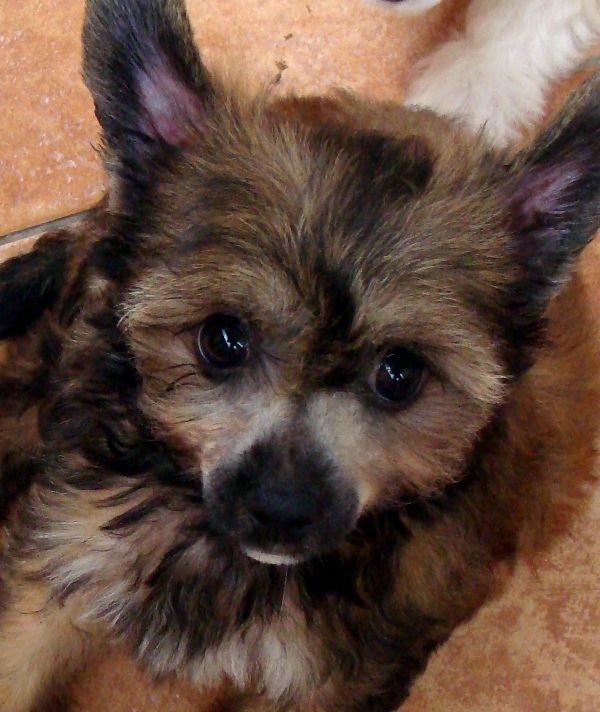 Aurora Vittoria dell Amore