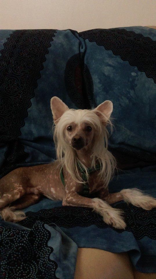 Asterion KJ The Lionheart