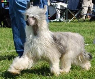 Untouchable's Just A Dream