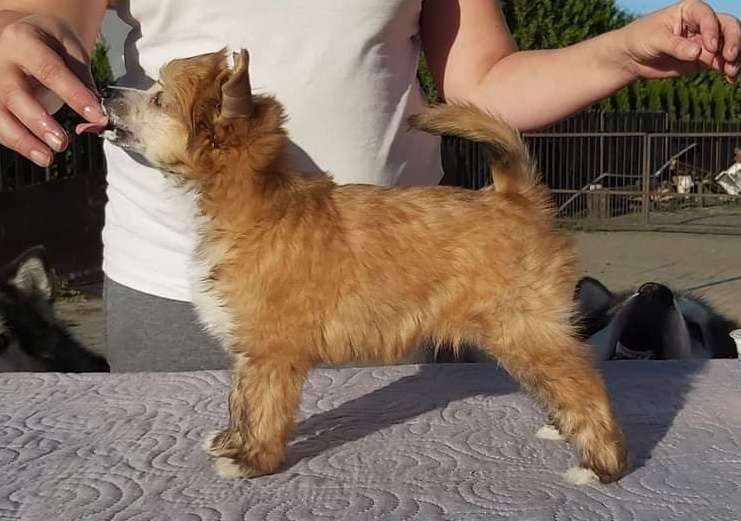 Sasquehanna (FCI) Nemo