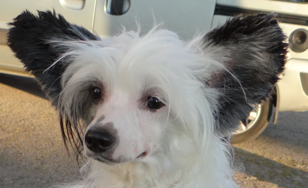 Gvineja  Rialty Melayke