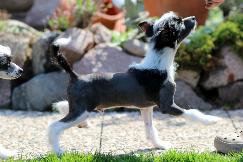 Solino's In Cog Neat Oh