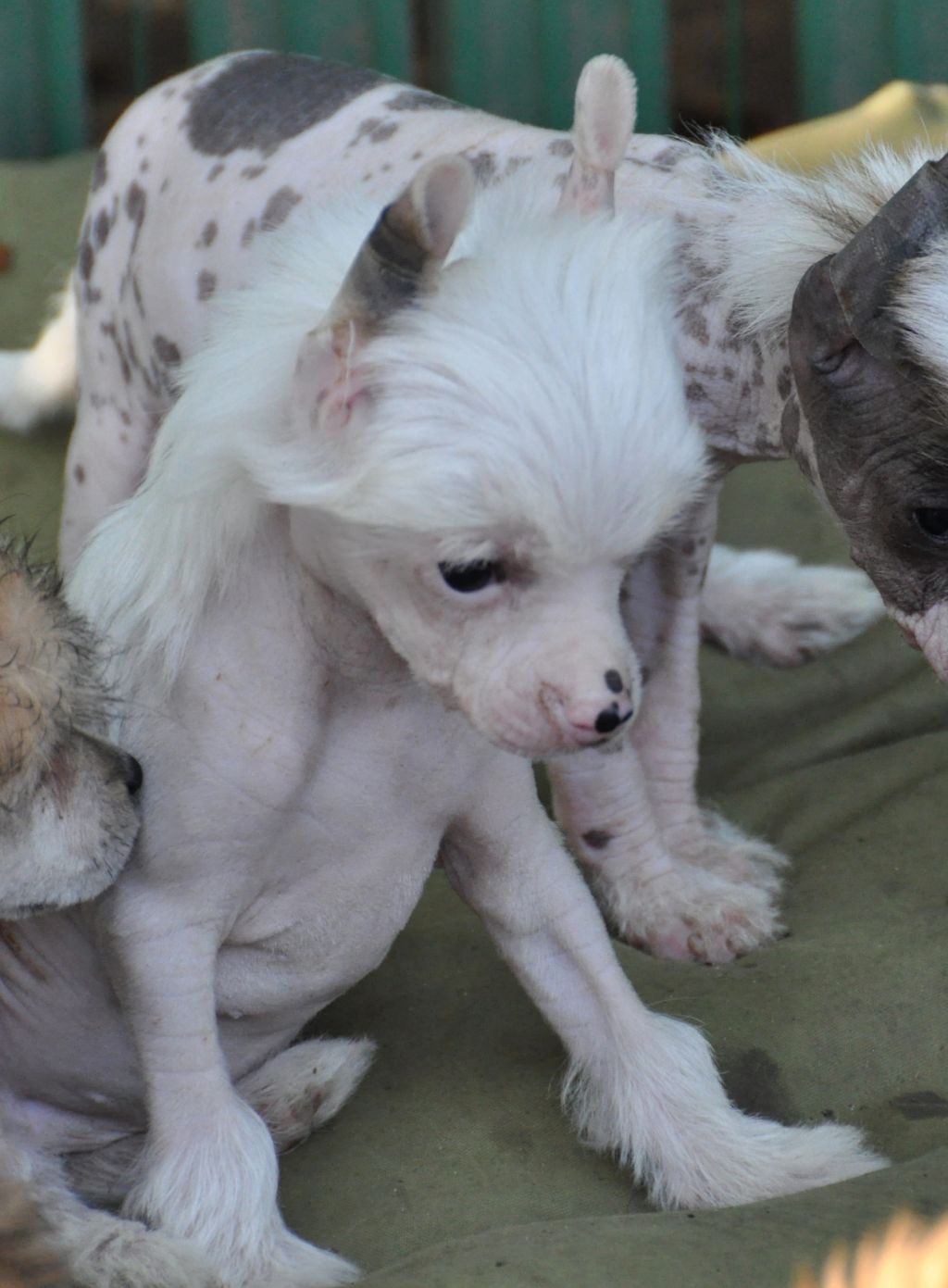 Joconde Little Champs