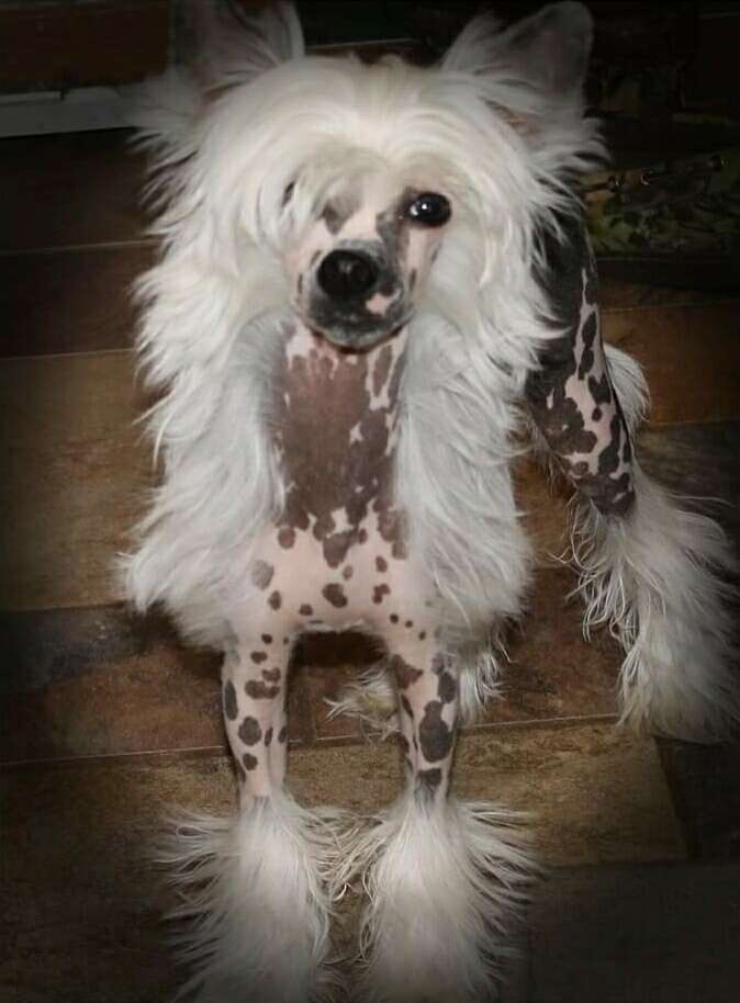 Rcrested Kingston TheDiamondCasonova