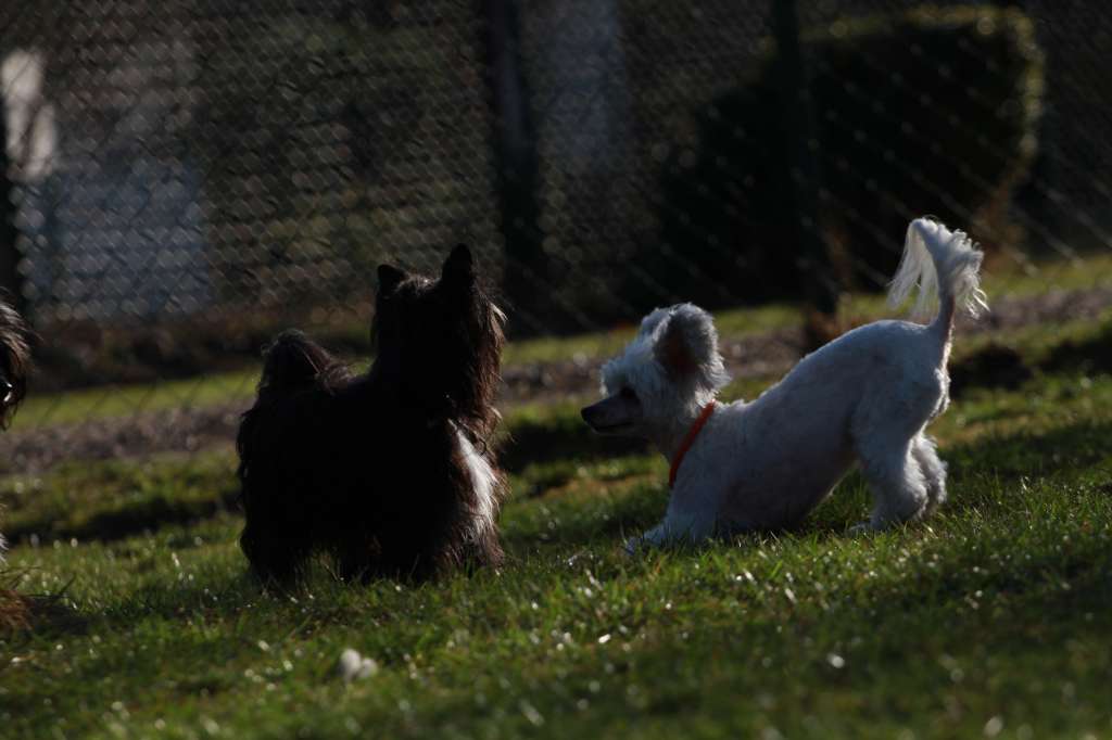 Charming Treasure Butterfly  (EPI)