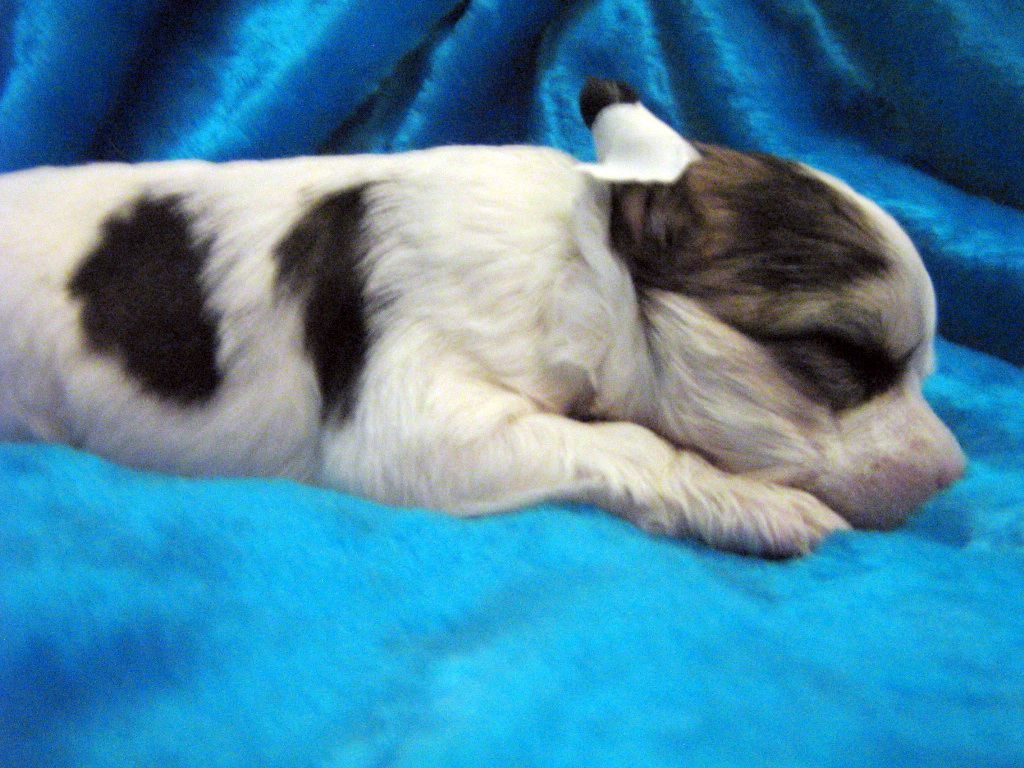 Picture