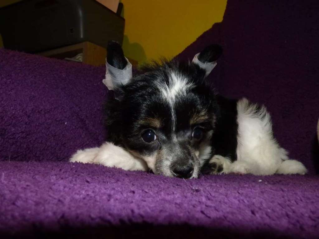 Isabela z Jestrebiho kralovstvi