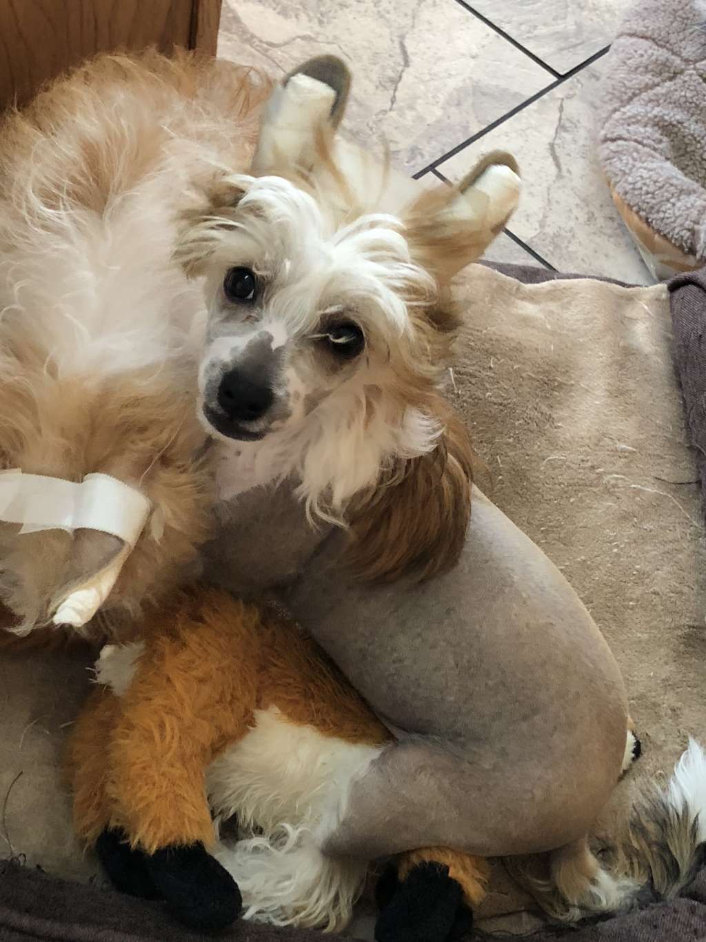 Carrera Sunlit Della Doo